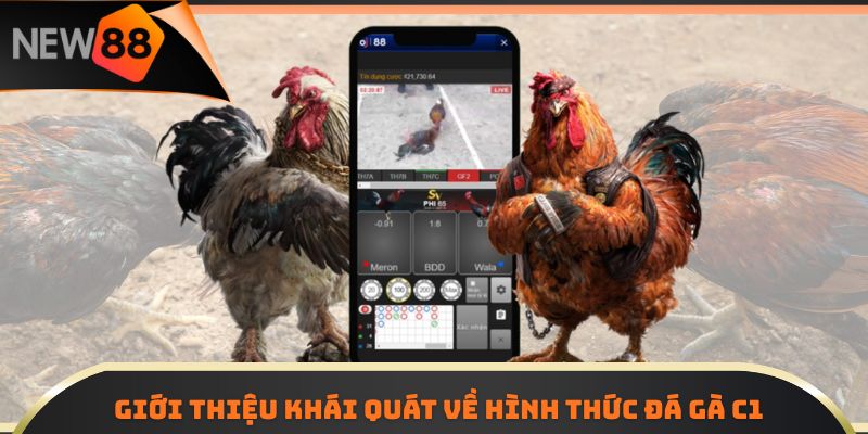 Giới thiệu khái quát về hình thức đá gà C1